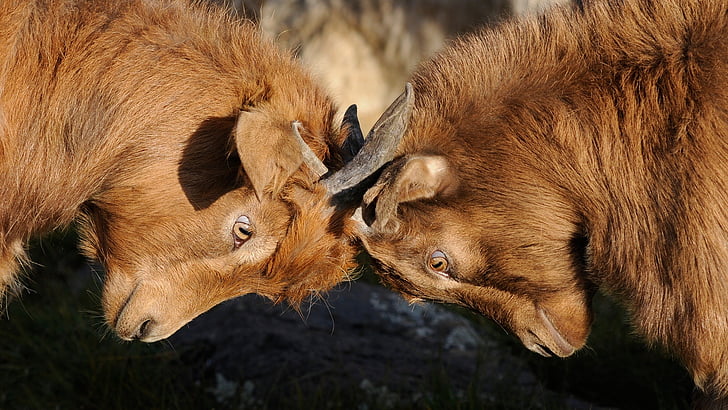 closeup photo of brown horned animals