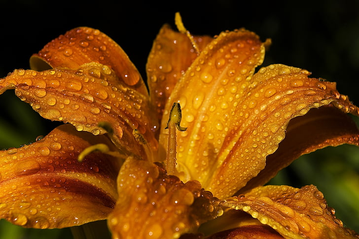 closeup photo of yellow peruvian lily flower