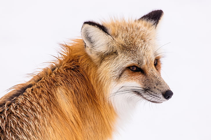 close up photo of orange fox