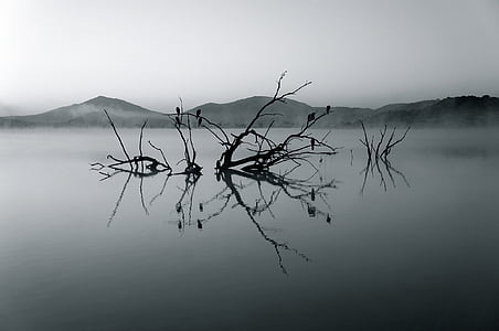 gray scale photo of tree in water
