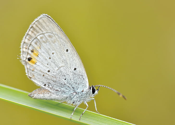 female Common Blue butterfly perched on green leaf closeup photography