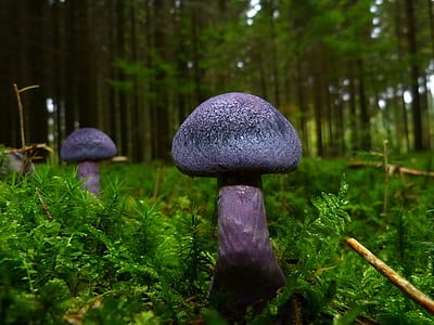 two purple button mushrooms