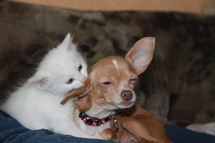 adult smooth tan Chihuahua with white kitten