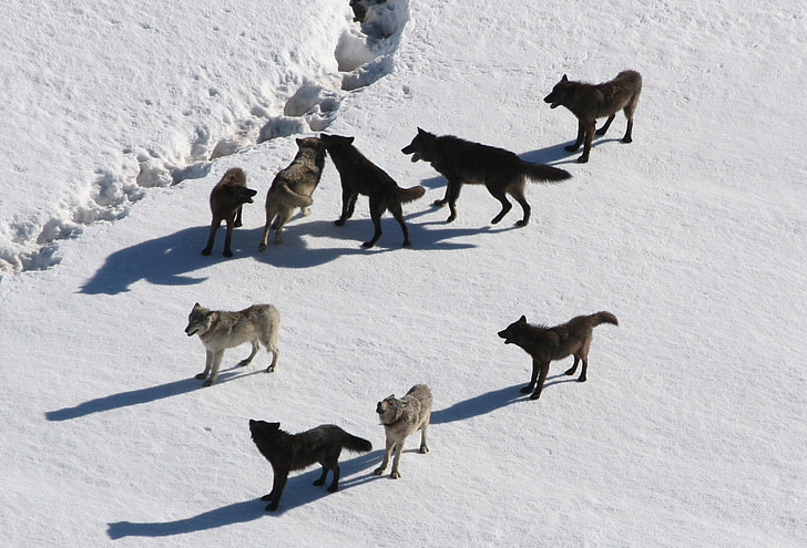 nine wolves on snow