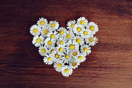 heart-shaped white Daisy flowers on tabl