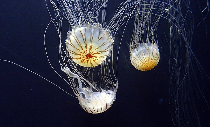 white jellyfish on body of water