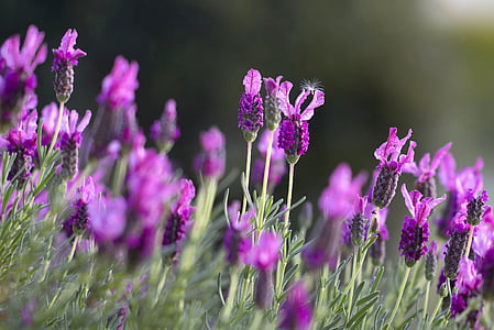 French lavender field closeup photo