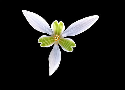 white and green petaled flower