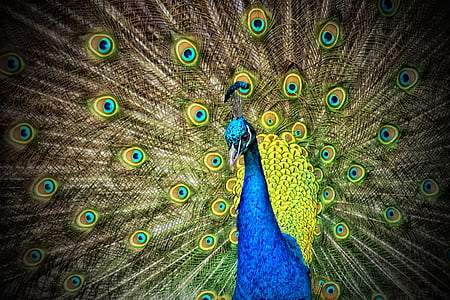 blue and green peafowl wallpaper