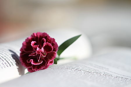 closeup photography of pink carnation flower on opened book