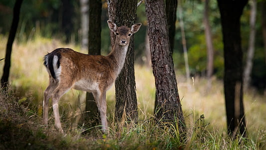 brown deer on forest