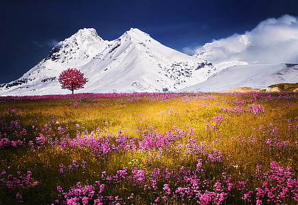 pink petaled flower field near ice covered mountain wallpaper