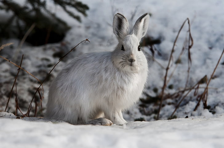 white rabbit during winter