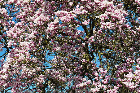 pink flower tree during daytime