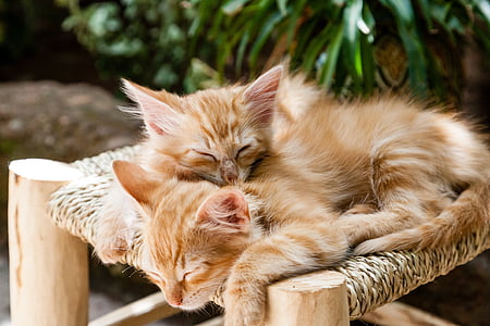 two orange tabby kittens on brown surface