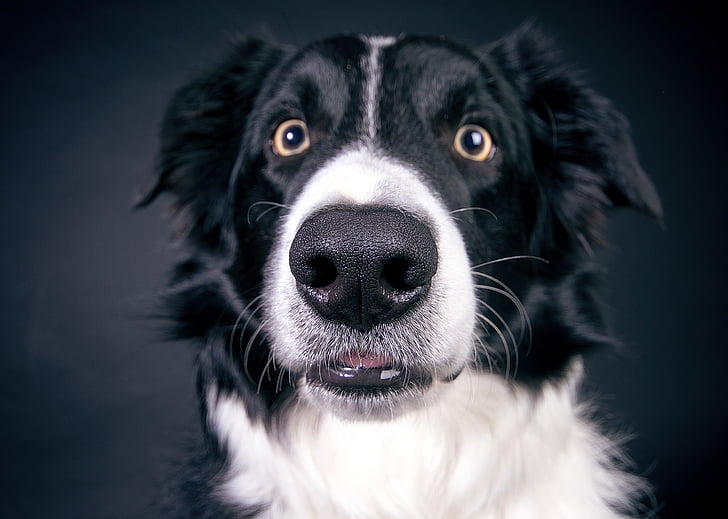 photography of black and white border collie