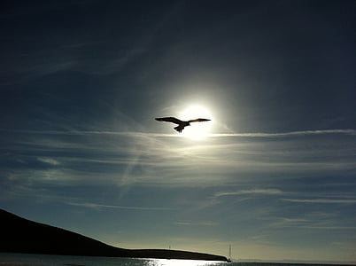 silhouette of flying gull at daytime