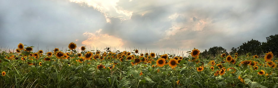 sunflower field panoramic photgraphy