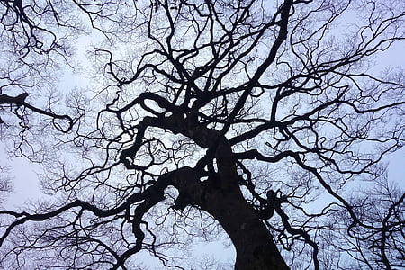 low angle photography of withered tree