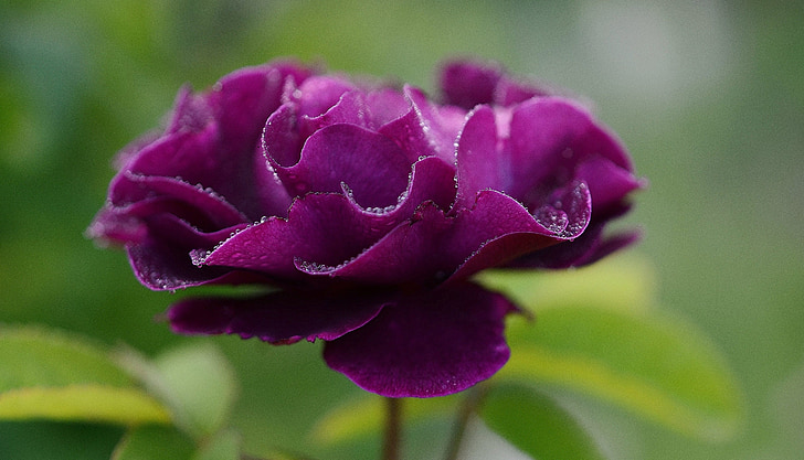selective focus photo of purple camellia flower with water droplets