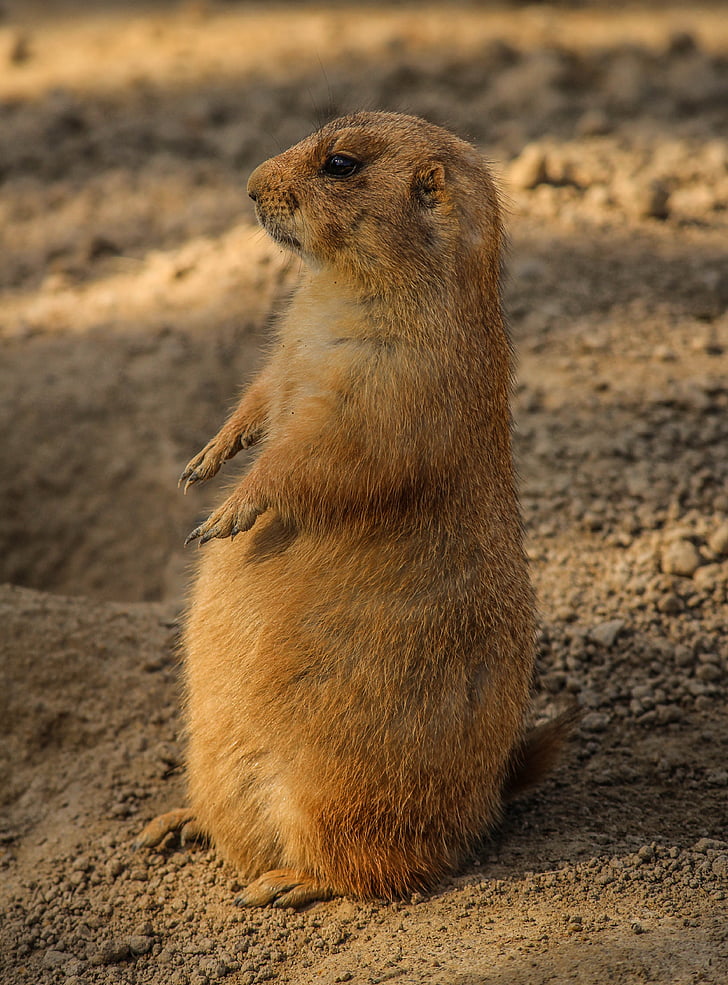 brown rodent standing on sand