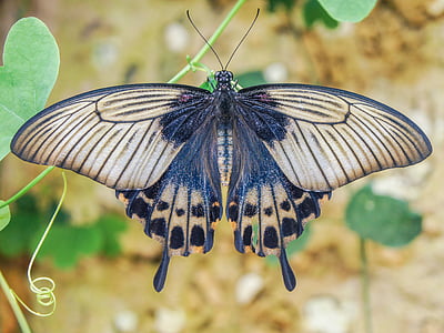 shallow focus photo of black and brown butterfly on green leaf during daytime
