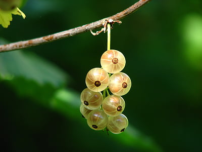 close-up photography of round yellow-and-brown fruits