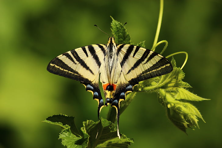 Tiger swallowtail butterfly on green leaf plant