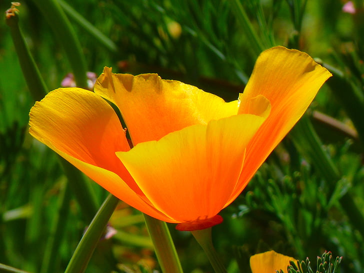 orange California poppy flower