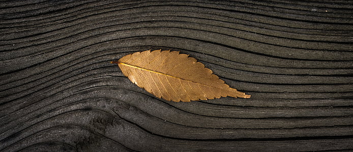 gold leaf on brown wooden surface