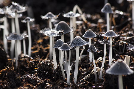 gray mushrooms close-up photo