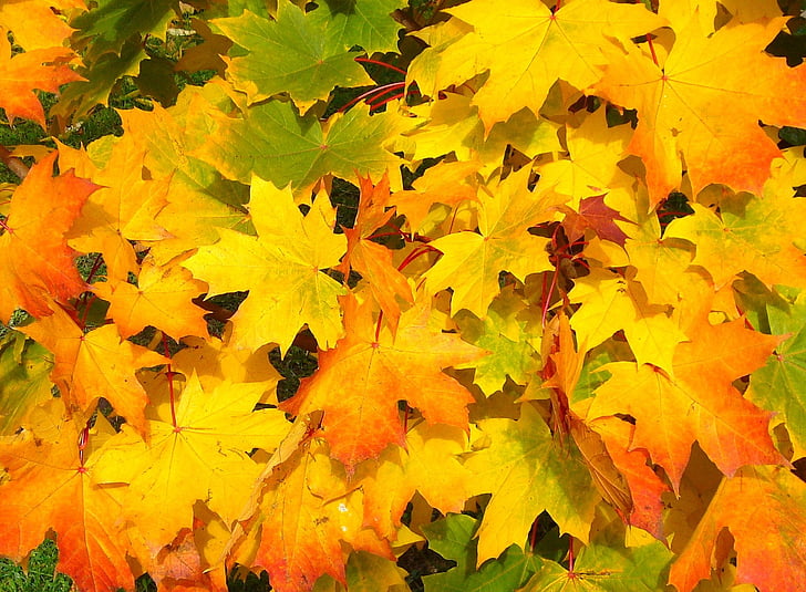 yellow, green, and orange maple leaves