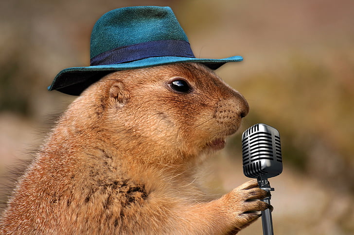 rodent holding gray microphone