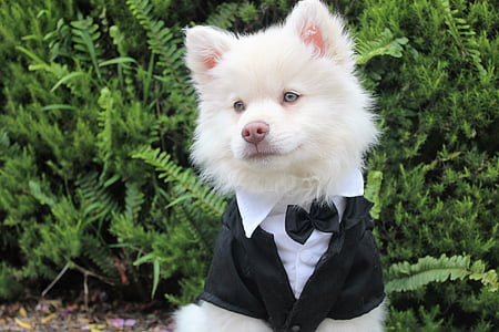 white American eskimo puppy in black suit