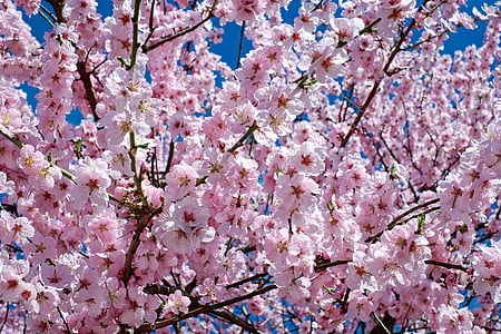pink and black sakura tree