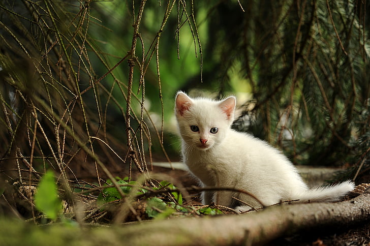 depth of field photograph of white kitten in forest