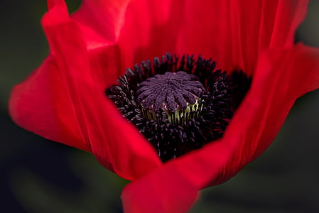 closeup photo of red petaled flower