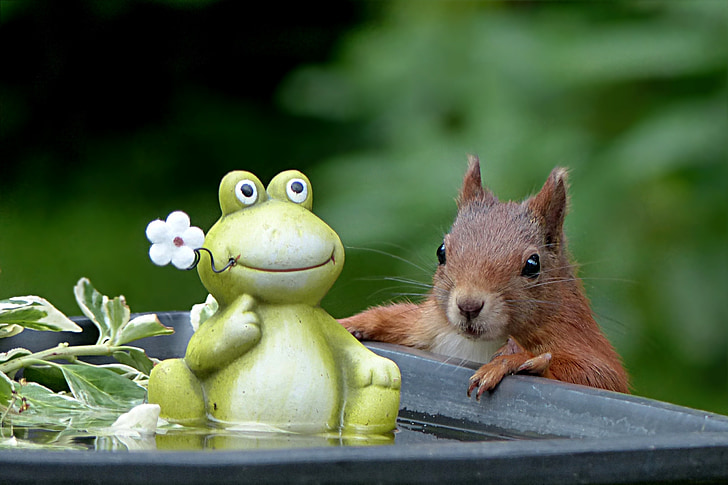 green and white ceramic frog and brown squirrel