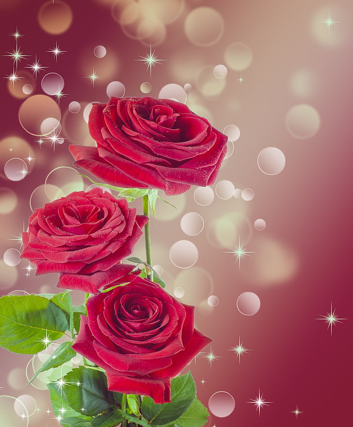 red rose illustration