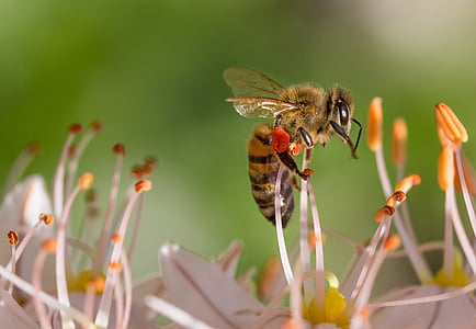 honeybee perched on white flower stigma closeup photography