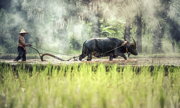 farmer with black water buffalo walking near green rice field during daytime