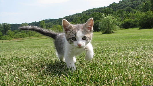 walking silver tabby kitten