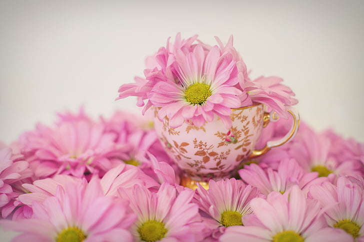 white-and-pink daisy flowers