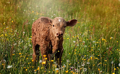 brown cattle on green plants