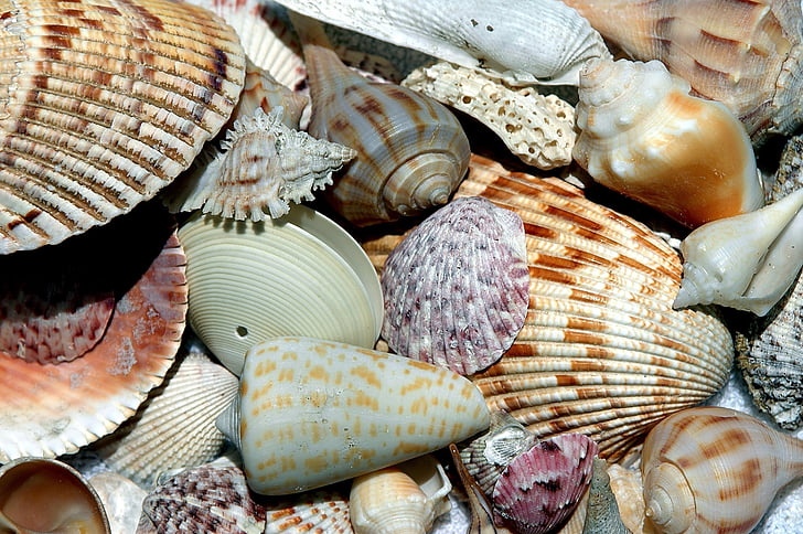 assorted brown and white seashells