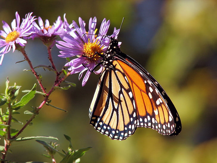 monarch butterfly perched on purple flower