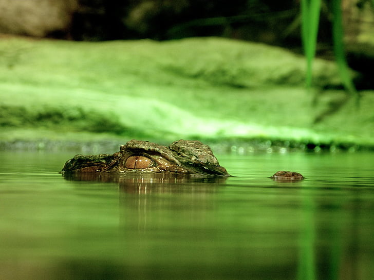 macro photography of crocodile in water graphic wallpaper