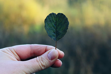 person holding leaf