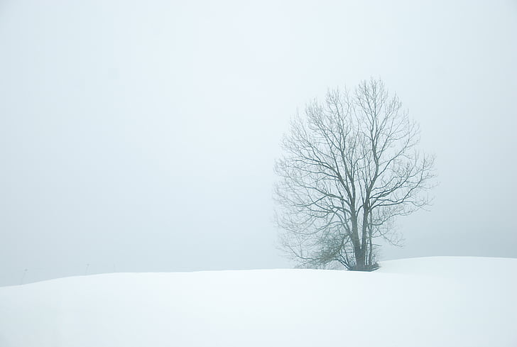 bare tree on snowy weather