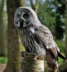 gray and brown owl on top of wood trunk